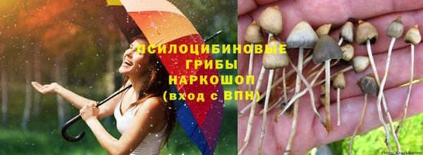 PSILOCYBIN Волосово